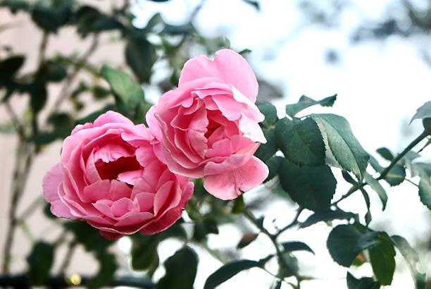 تصویر 4 از گل محمدی پرطراوت با گلبرگ‌های نرم و رایحه ماندگار طبیعی